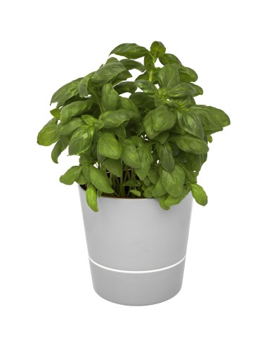 Pot de cuisine simple Herbs