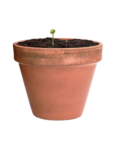 Bonbon Graines Mussox