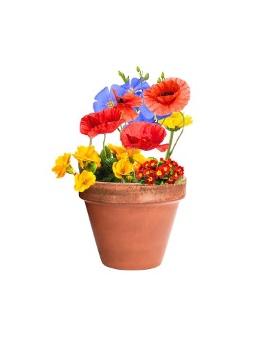 Bonbon Graines Mussox