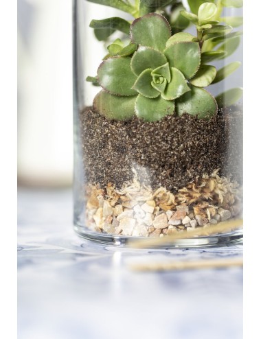 Terrarium Anymak